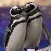 キャステル 【スカイツリー】すみだ水族館見どころ5選!料金・予約・アクセス・営業時間を徹底解説!