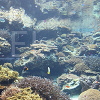 沖縄にある水族館7選!美ら海・久米島ウミガメ館・ブセナ海中公園・かりゆし水族館まとめ!