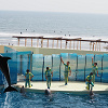 キャステル 新江ノ島水族館のイルカショーを解説！大ジャンプが迫力満点！見どころ、混雑、注意点まとめ