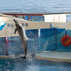 キャステル 【新江ノ島水族館】えのすい駐車場ガイド!主要な周辺駐車場の料金・混雑・注意点・アクセスまとめ!