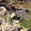 キャステル 【2025】上野動物園のパンダ徹底解説！混雑＆観覧方法まとめ！上野駅からのアクセスも