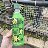 キャステル ディズニーランドで飲めるお茶全種類!自販機にお茶はある?子供用の麦茶も販売!