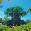 キャステル WDWのアニマルキングダムを攻略！おすすめアトラクション＆回り方