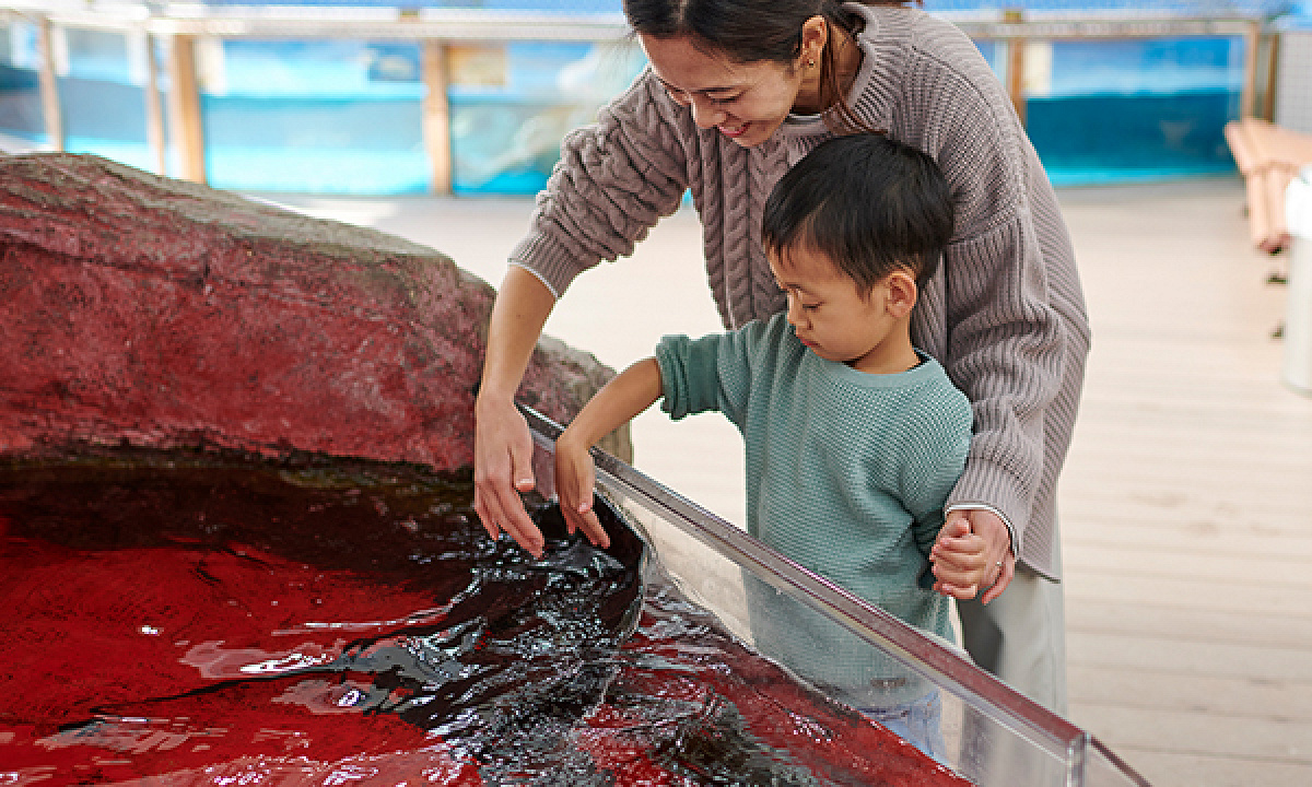 須磨海浜水族園の魚にタッチできるプール