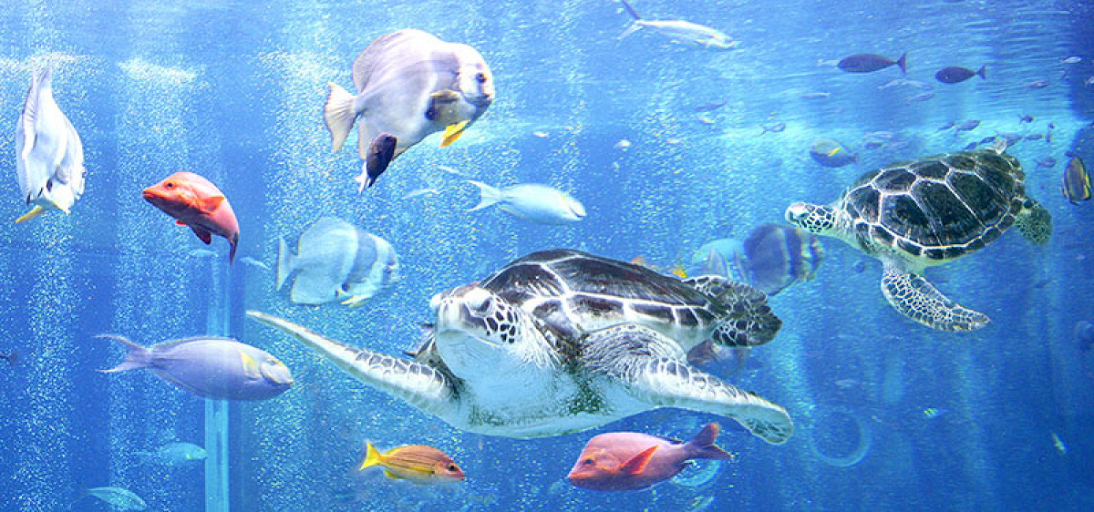 箱根園水族館のウミガメが泳ぐ水槽