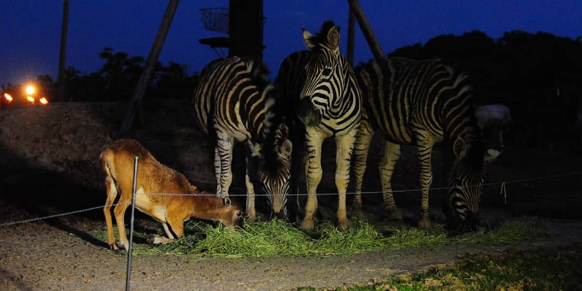 夜の動物たちの様子