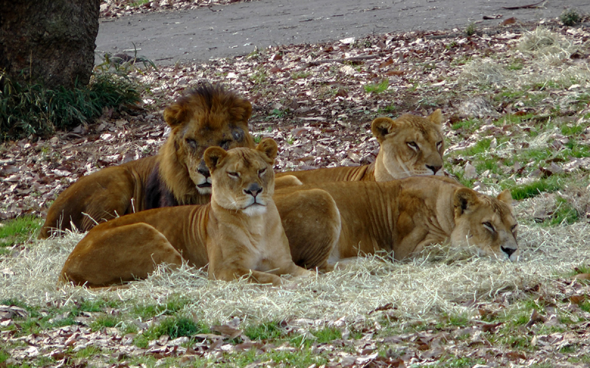 多摩動物公園の基本情報