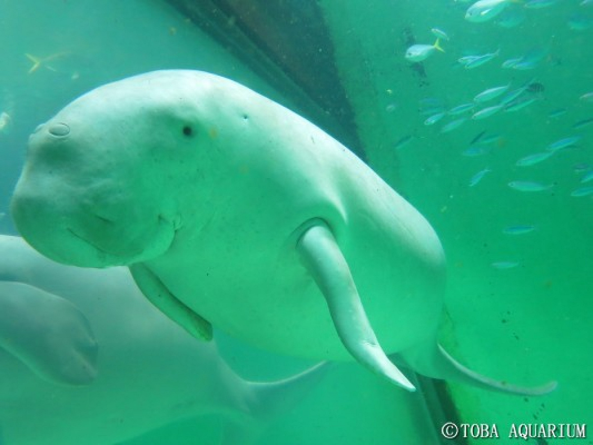 鳥羽水族館のジュゴン