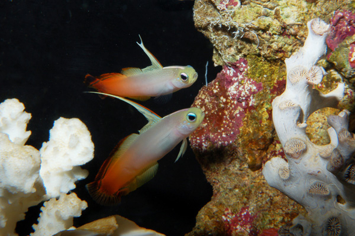 江ノ島水族館