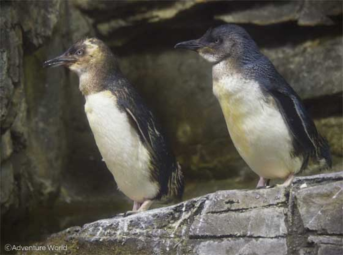 フェアリーペンギン