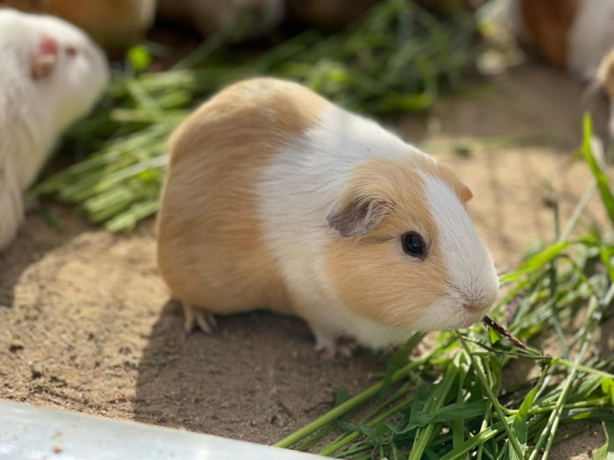 京都市動物園のテンジクネズミ