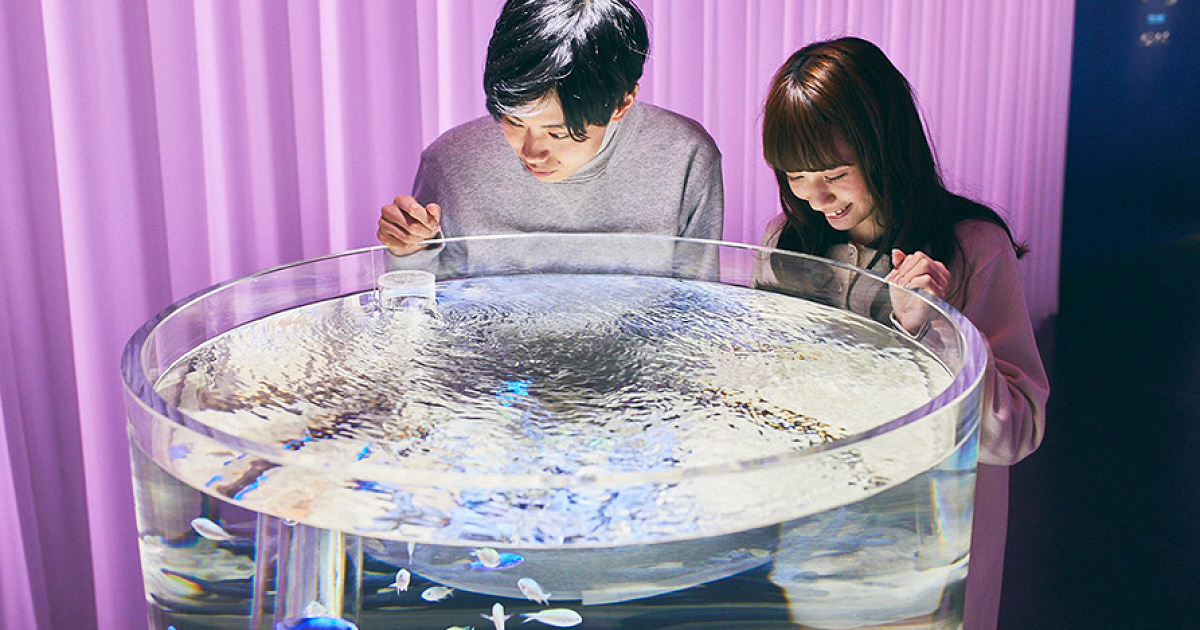 体験型の水槽
