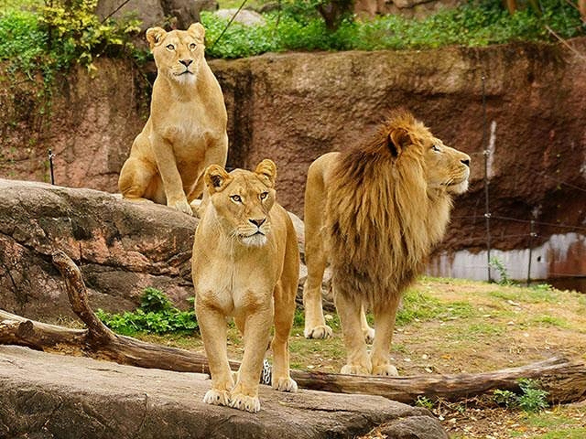 ライオン／天王寺動物園