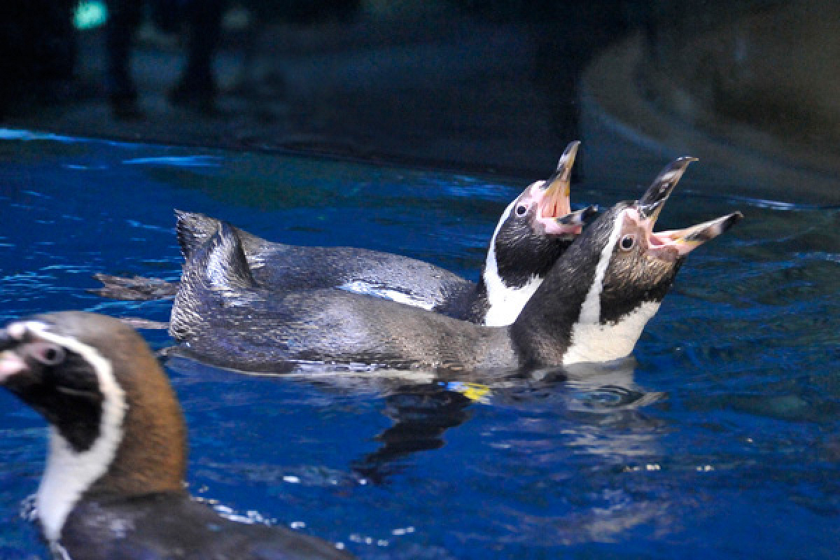 新江ノ島水族館