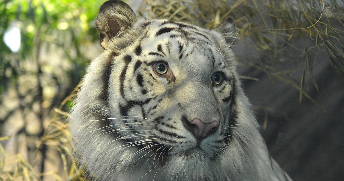 ニフレルのホワイトタイガー