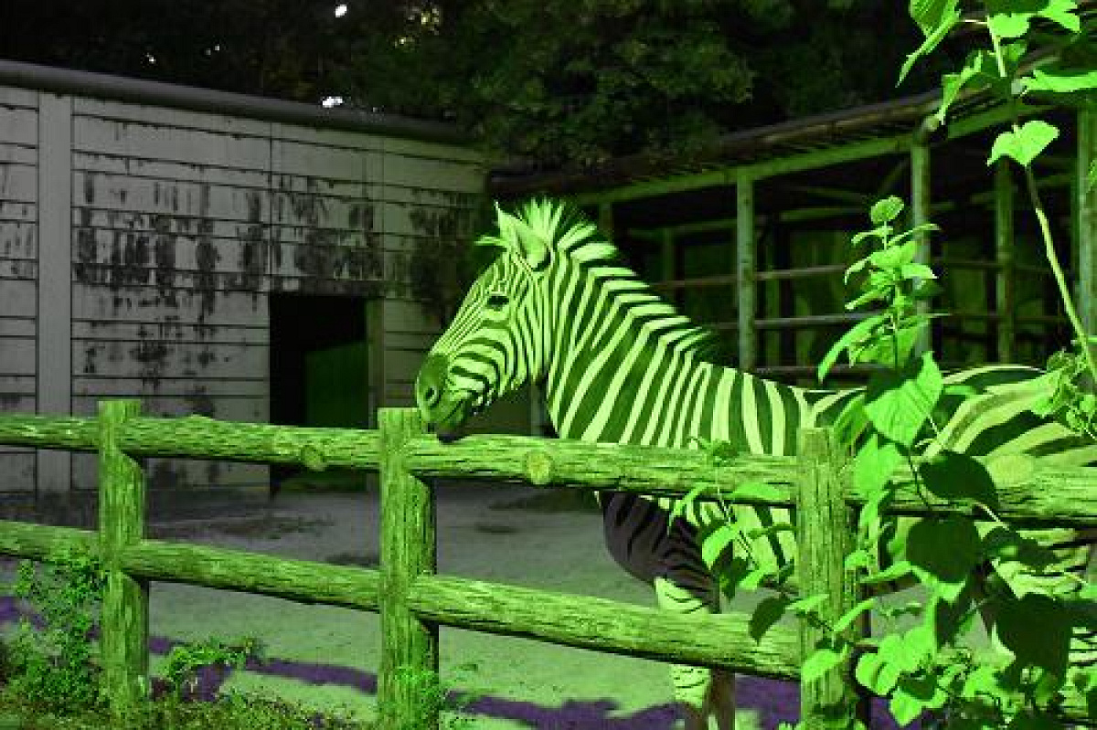 東山動物園のナイトズー