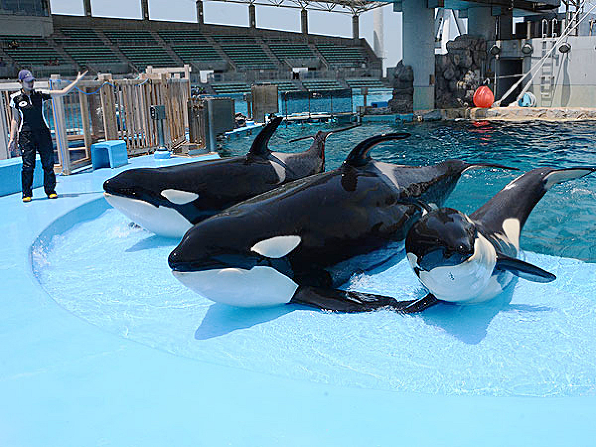 名古屋港水族館のシャチ| キャステル | CASTEL ディズニー情報