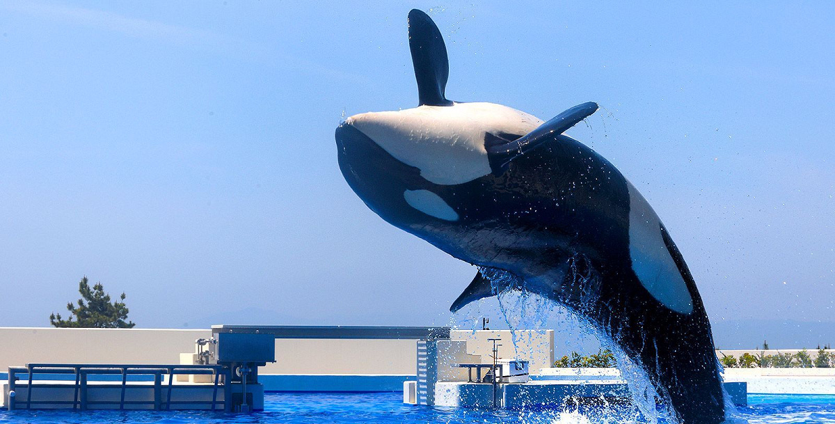 オルカスタディアム| キャステル | CASTEL ディズニー情報