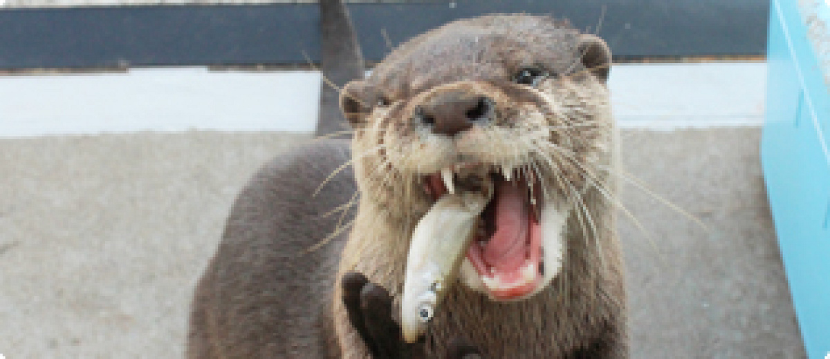 カワウソのお食事タイム／京急油壷マリンパーク