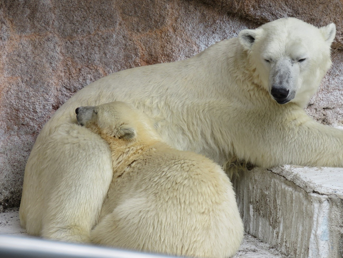 激レア】ご当地キティ 根付け 水族館 シロクマ親子 激レア】ご