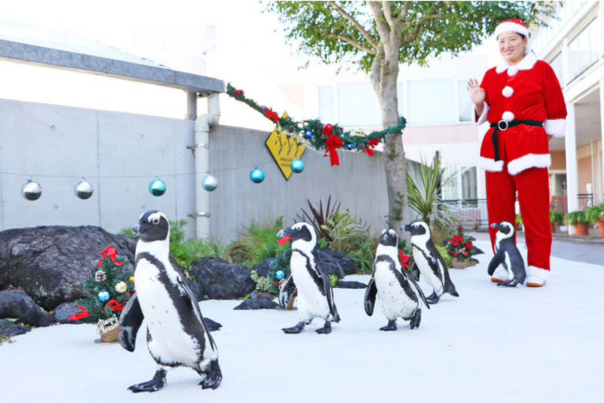 ペンギンパレード　クリスマスバージョン