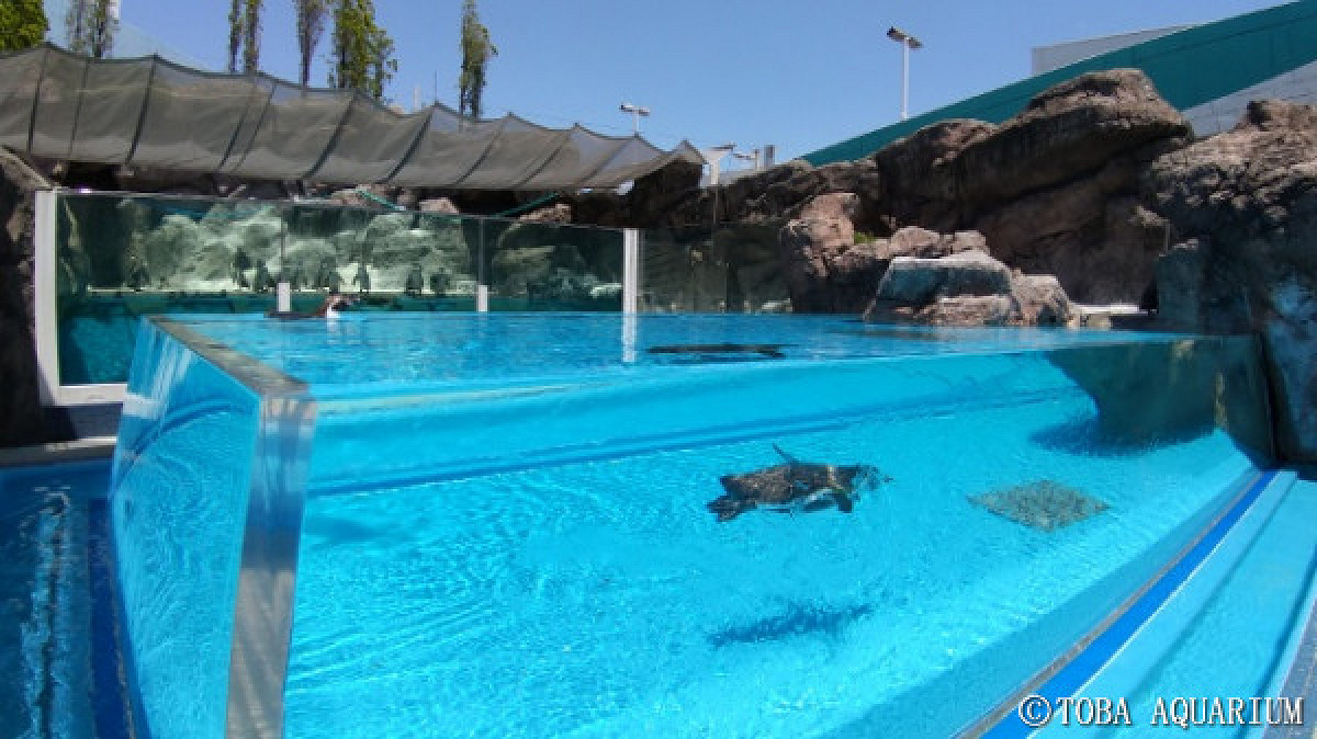 広々とした水槽で泳ぐペンギン