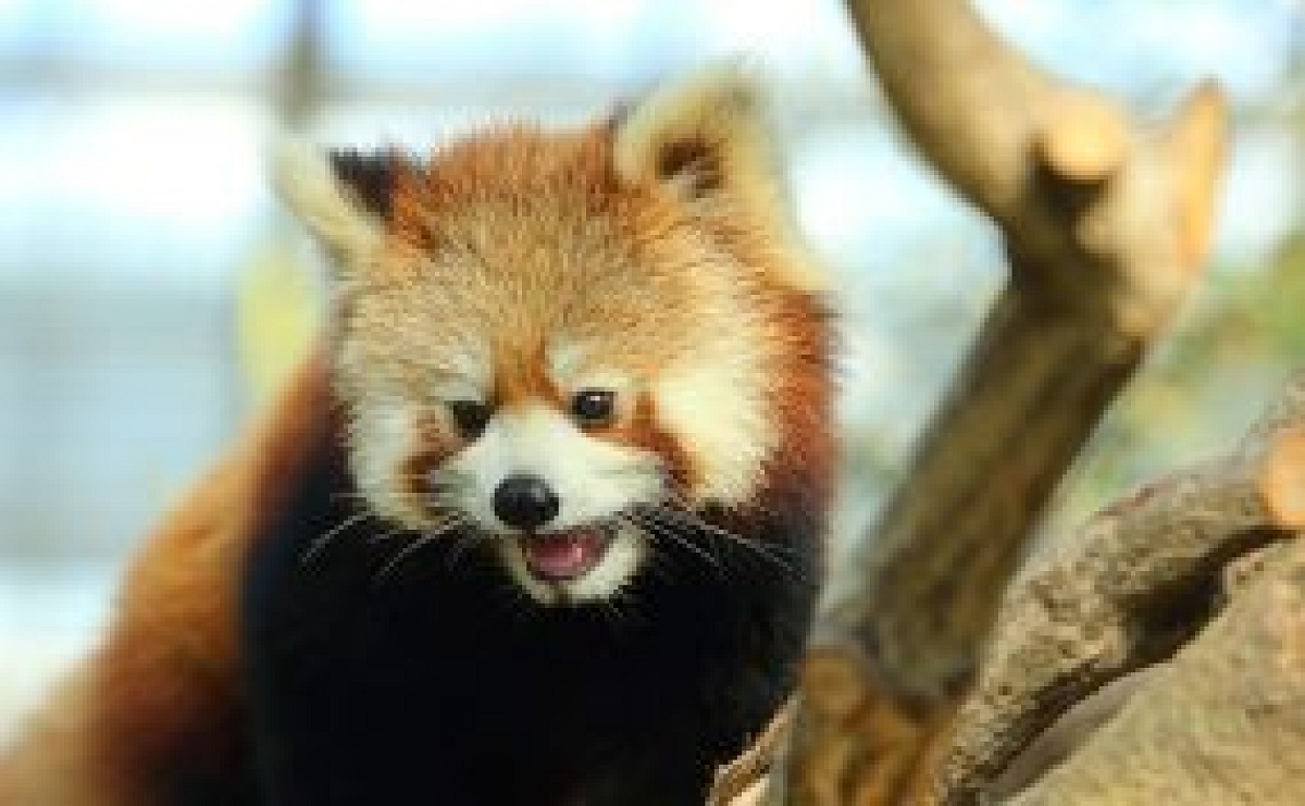 レッサーパンダ