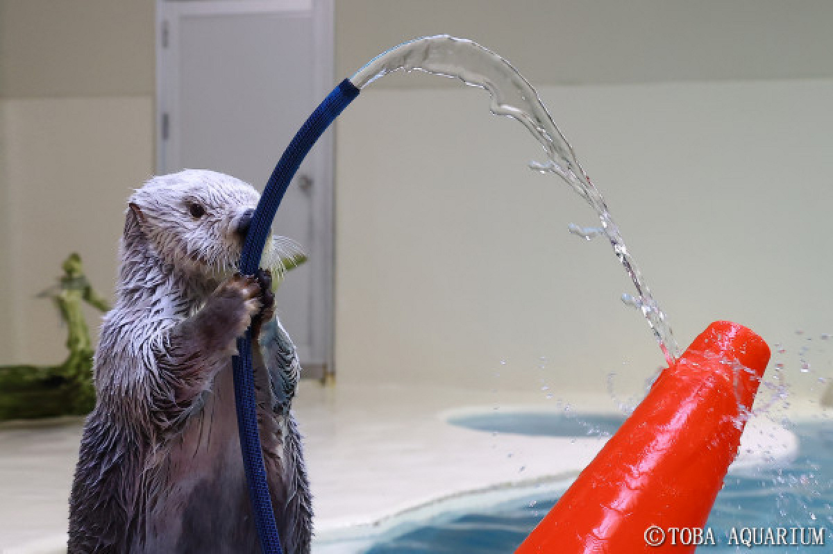 鳥羽水族館のラッコ