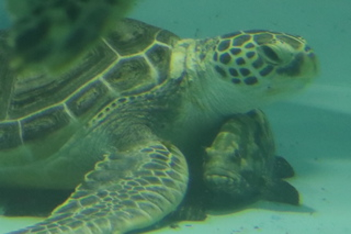 久米島ウミガメ館に住むウミガメ