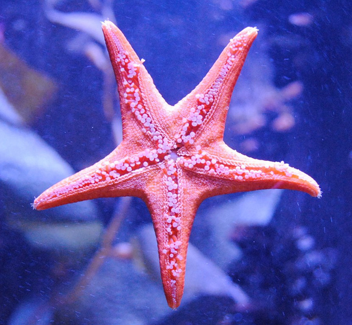 プレイグラウンドはヒトデ型