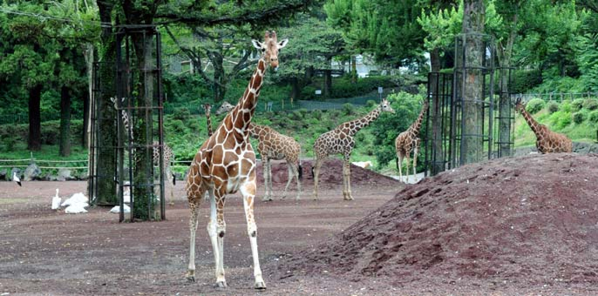 多摩動物公園