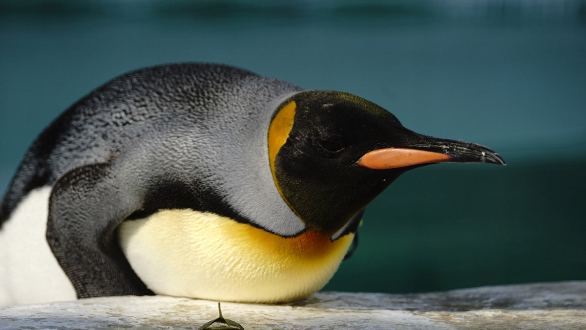 天王寺動物園【割引】入園料金をさらにお得にする方法