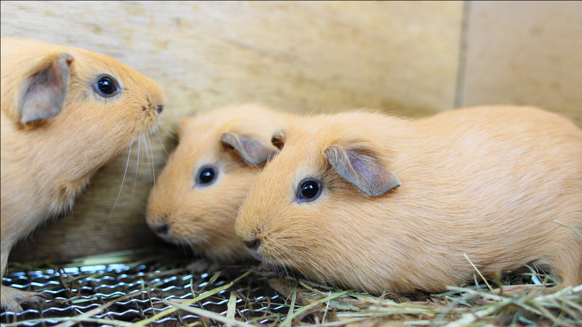 天王寺動物園：【おすすめ④】ふれあい広場