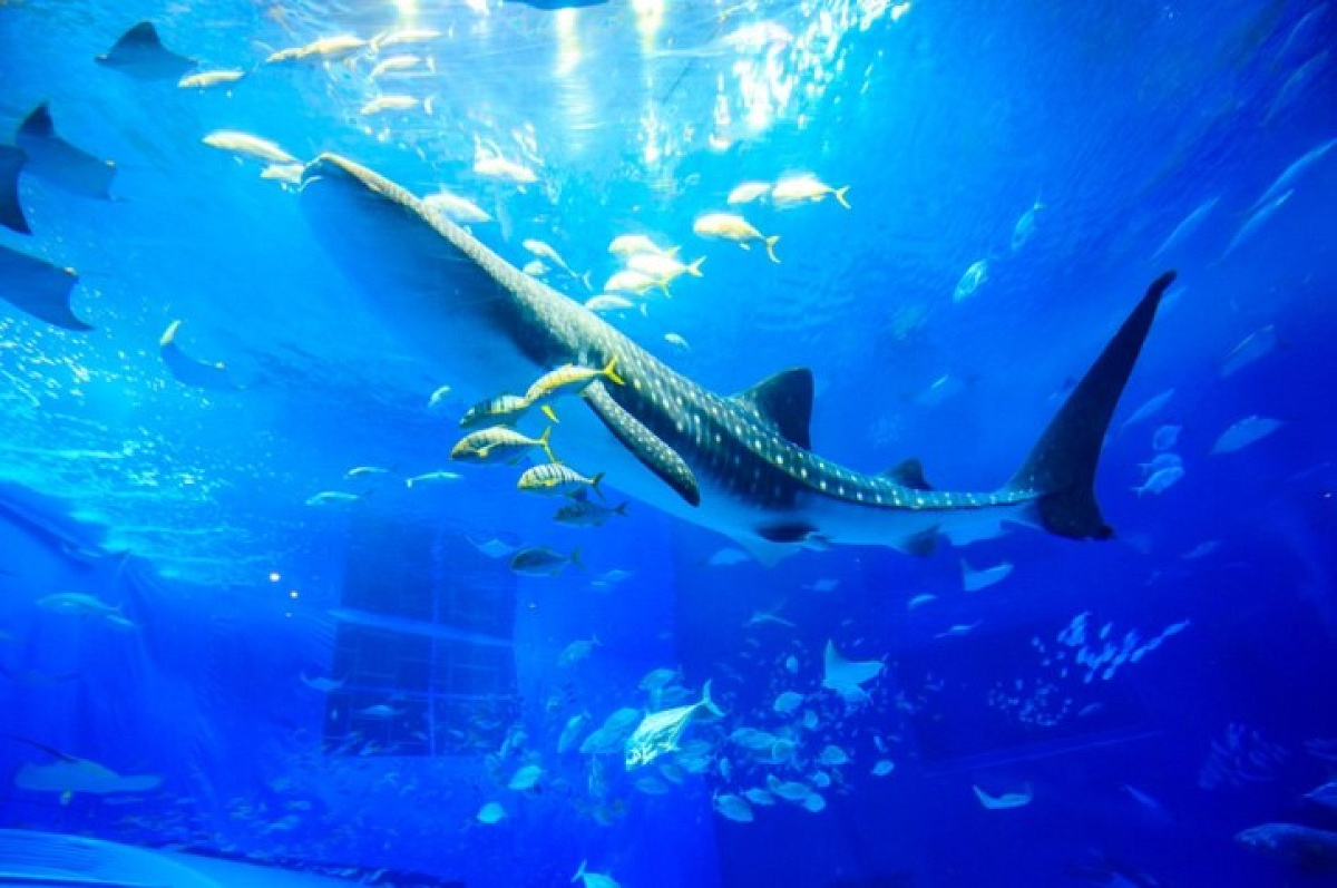 美ら海水族館の所要時間