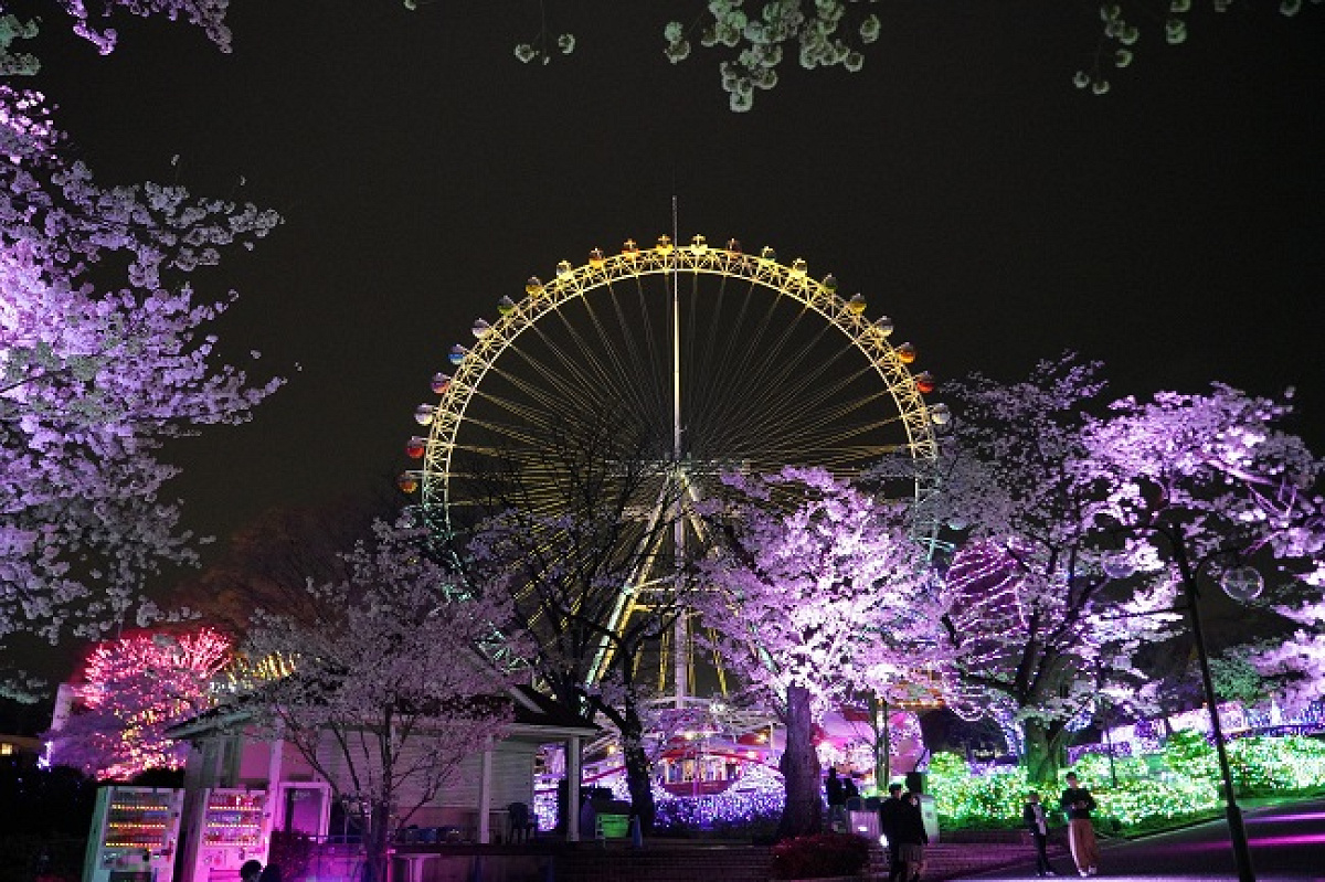 よみうりランド　夜桜ジュエルミネーション