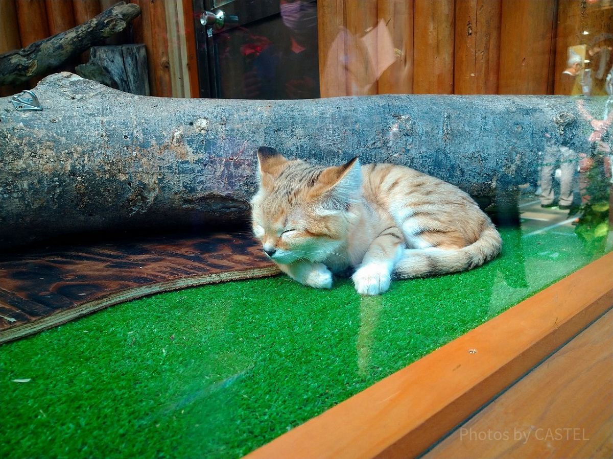 神戸どうぶつ王国の眠るスナネコ