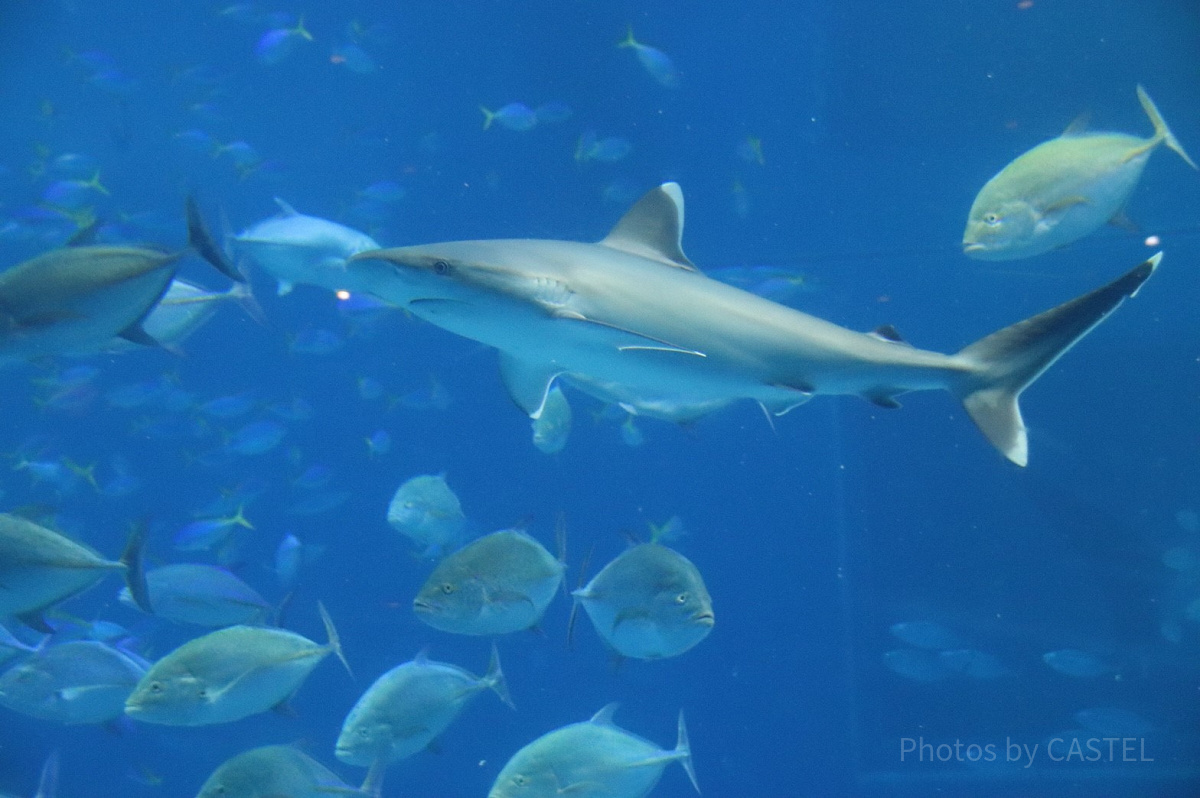 美ら海水族館とは