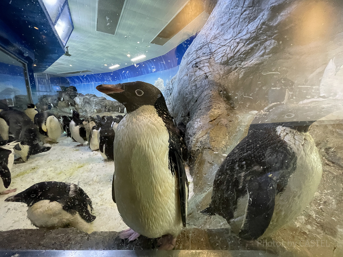 アデリーペンギン