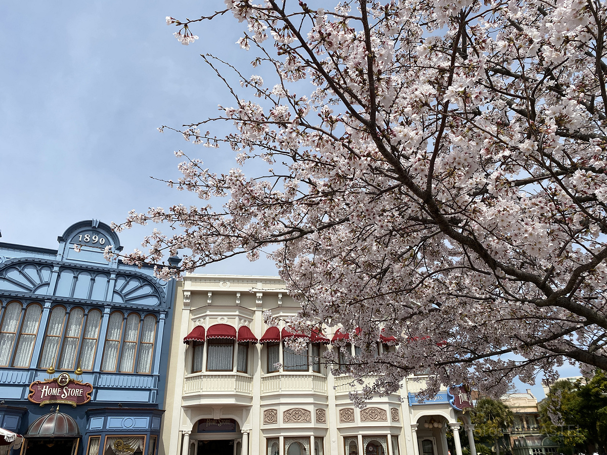 ディズニーに咲いている桜♪