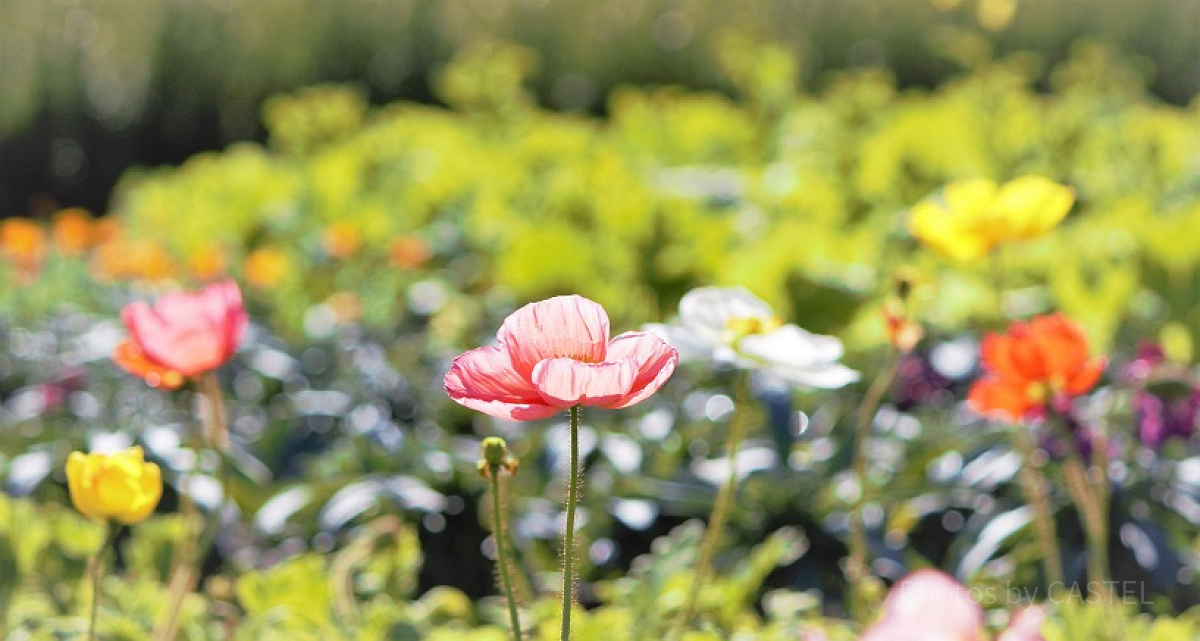 ディズニーランドローズの花言葉