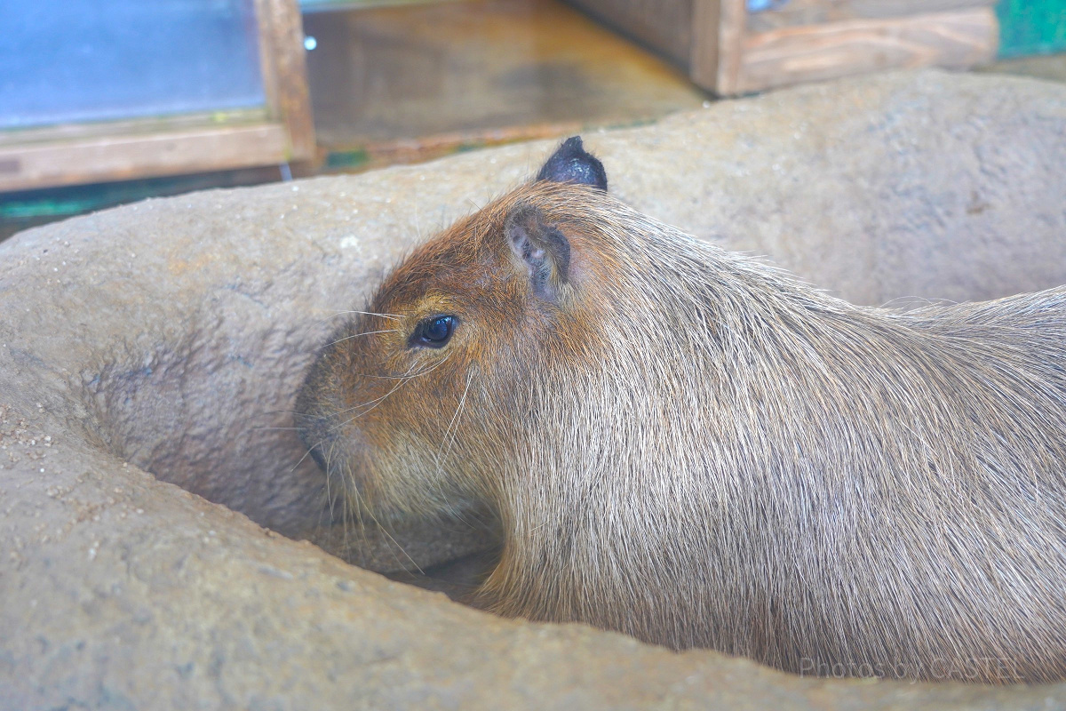 新江ノ島水族館（えのすい）：カピバラ