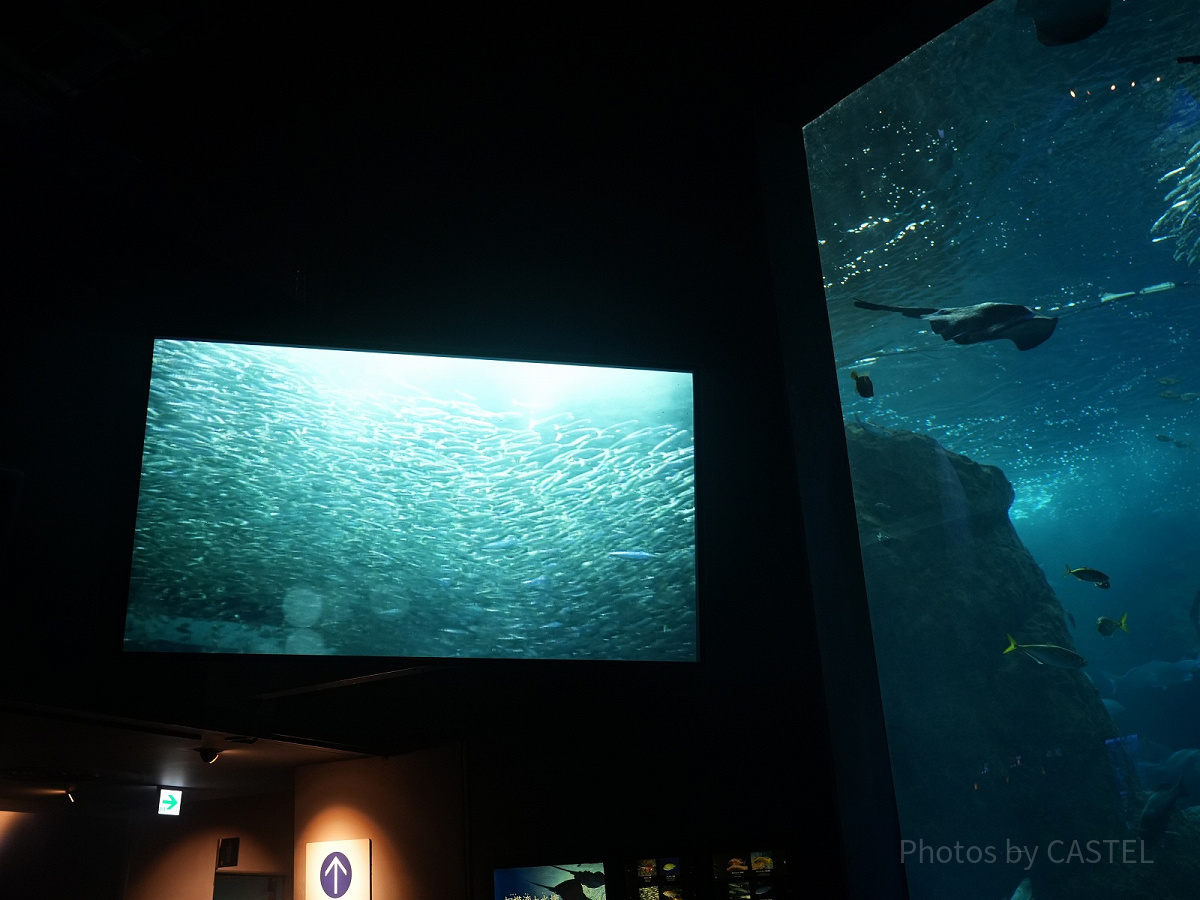 新江ノ島水族館（えのすい）：ダイバーのカメラ映像が水槽横スクリーンに映る！