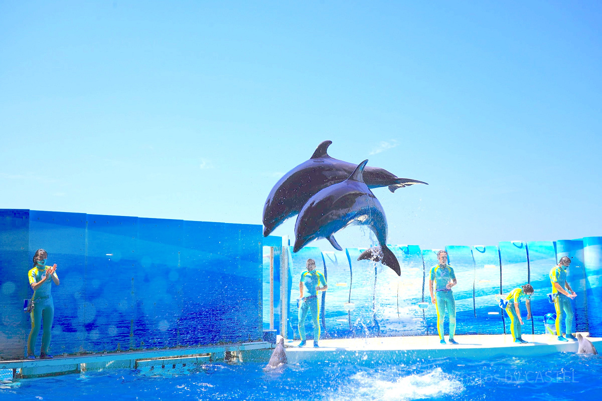 新江ノ島水族館（えのすい）：料金