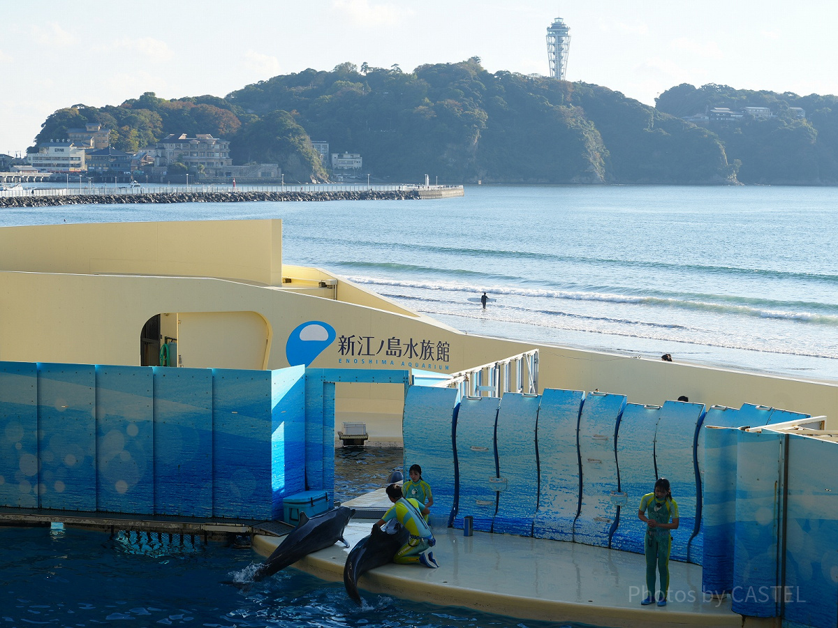 新江ノ島水族館（えのすい）の魅力を徹底解説