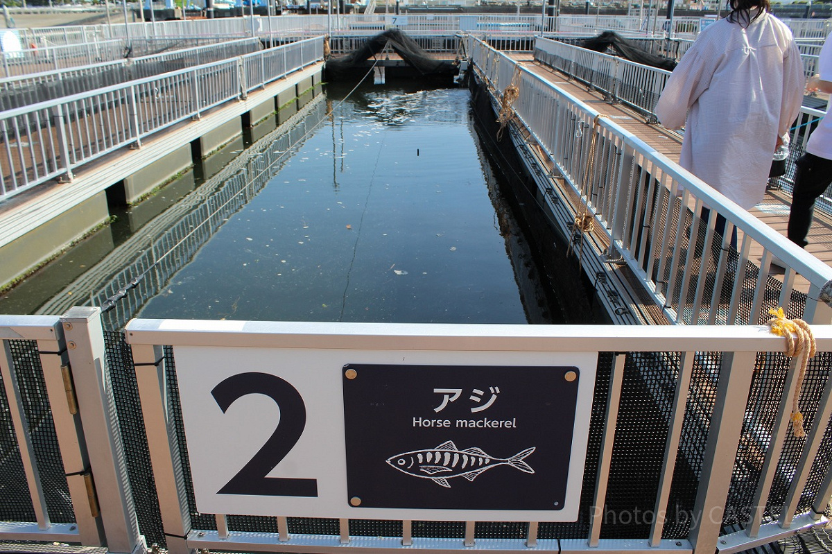 魚釣りができるフィッシャーマンズオアシス