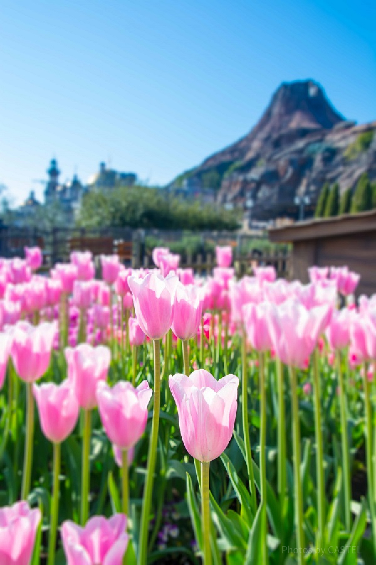 ザンビ坂の花壇<br />設定：22㎜ SS1/250 F5.6 ISO100