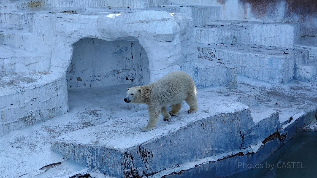 人気者のシロクマのホウちゃん