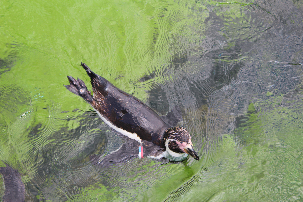 日本最大級のペンギン展示