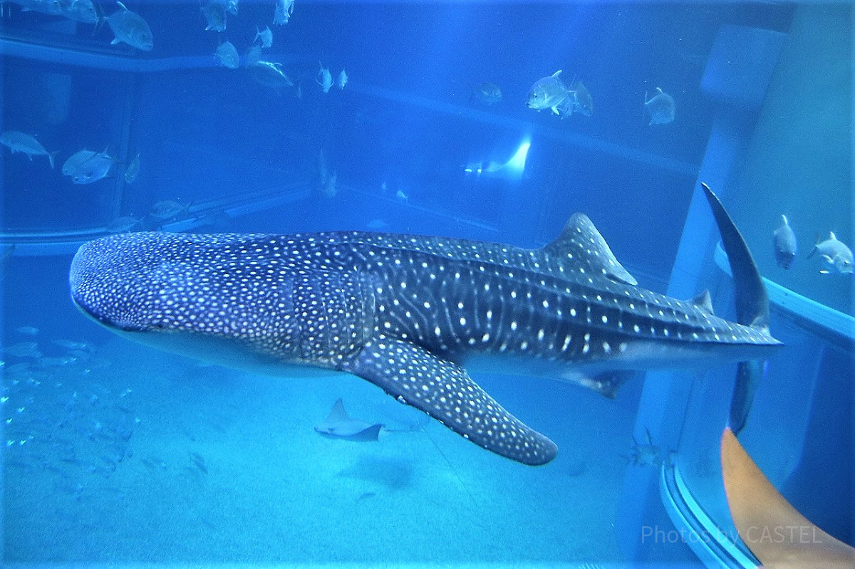 海遊館のジンベイザメ