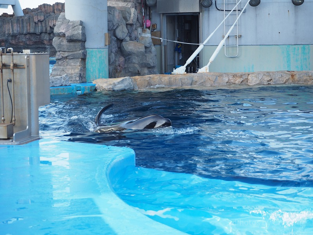 シャチの水槽上側